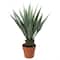 31.5" Potted Artificial Green Agave Americana Succulent